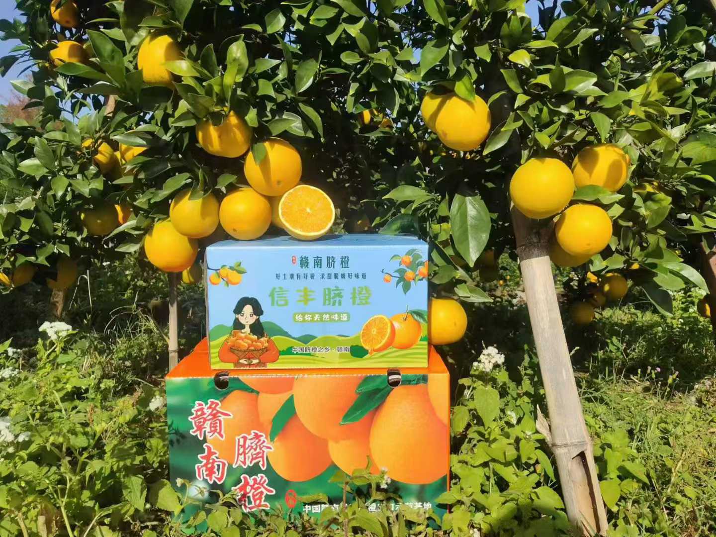 20斤装赣南脐橙